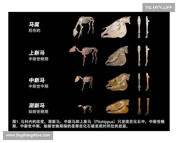 马脚趾结构与其他动物的差异性分析及其进化意义探讨